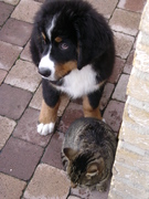 honden foto van Audooren Ronny