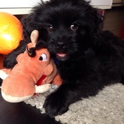 honden foto honden foto van Yvet