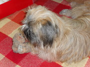 honden foto honden foto van Gonnie