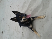 honden foto van Daisy 