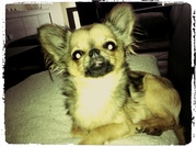 honden foto van Tessa&Milleke