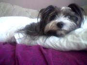 honden foto van wynona