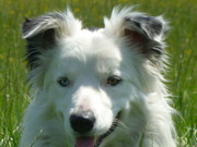 honden foto van Bo
