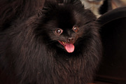 honden foto van debbie