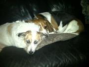 honden foto honden foto van Madelon