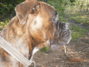 honden foto van  henry en ingriet