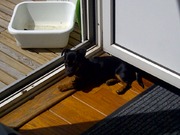 honden foto van Conny 