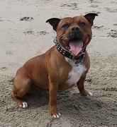 honden foto honden foto van marijke