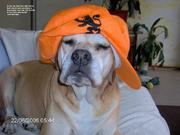 honden foto honden foto van nathalie