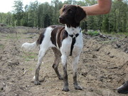 honden foto van Bonny