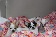 honden foto van Petra en haar 3 hondjes