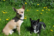 honden foto van Suzanne