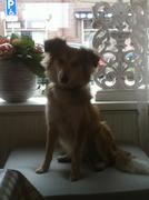 honden foto van SENNA