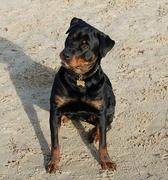 honden foto honden foto van Samantha