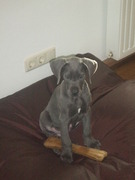 honden foto van Joyce