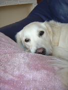 honden foto van yasmin