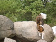 honden foto van Suzanne