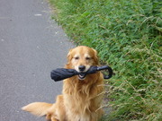 honden foto van Boonen Peter