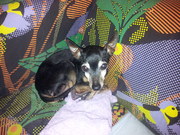 honden foto van Esmeralda