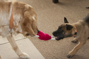 honden foto van Wesley
