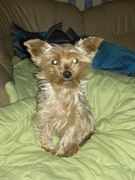 honden foto van jolanda nieuwenweg