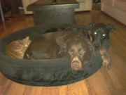 honden foto honden foto van Silvia