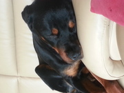 honden foto honden foto van rosalie