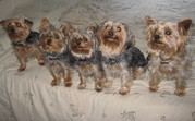 honden foto van elly