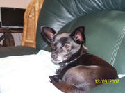 honden foto honden foto van Janina Swart-Celinska