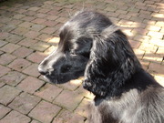 honden foto van ingrid