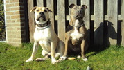 honden foto van Fleur Tinus en Eddy