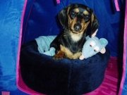 honden foto honden foto van Tinker