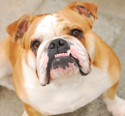 honden foto van pedro