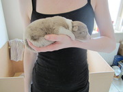 honden foto van Nicole