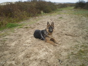 honden foto van Moppie