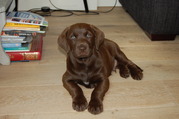 honden foto honden foto van Laurens