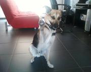 honden foto van BRUNO