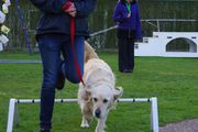 honden foto van Lisa en Laycka
