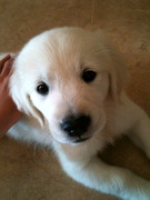 honden foto honden foto van Boinge