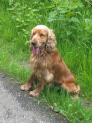 honden foto van samantha