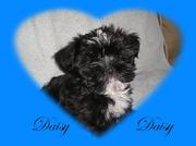 honden foto honden foto van cinta 4 shihtzu