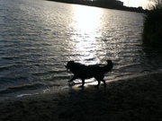 honden foto van sophie