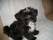 honden foto van cinta 4 shih tzu