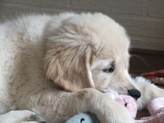 honden foto van Maggie en Takoda