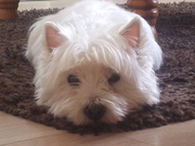 honden foto honden foto van marga