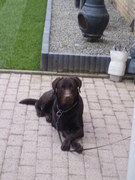 honden foto honden foto van mike