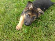 honden foto van jacqueline