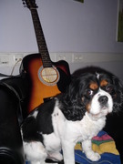 honden foto van David Viguurs