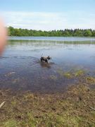 honden foto van kelly1982