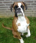 honden foto van anouk